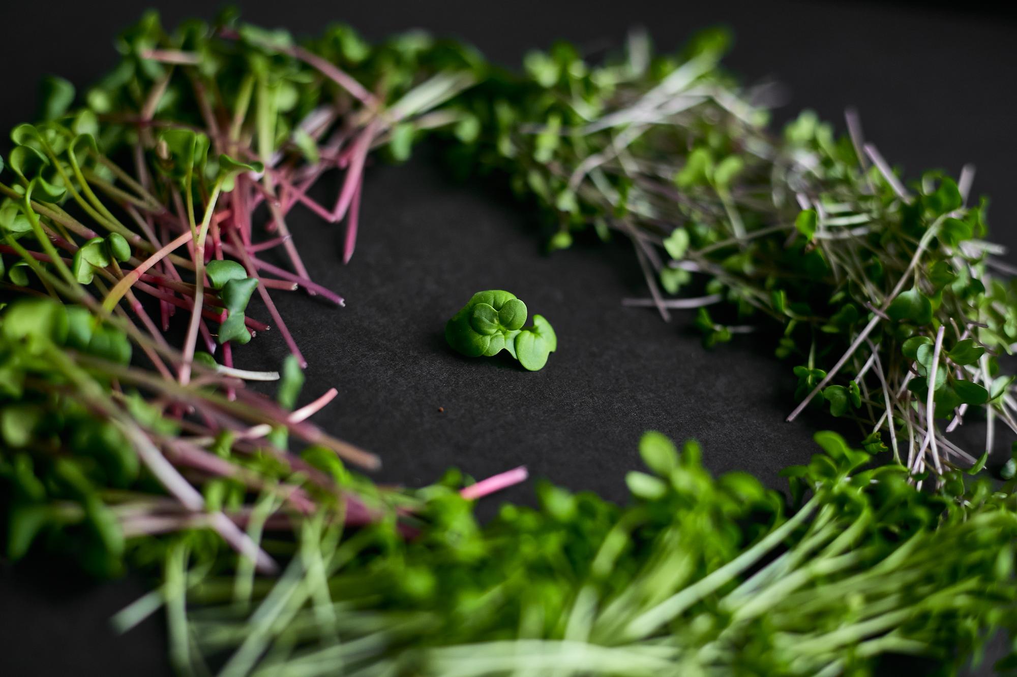 Close-up of premium ingredients and plated components