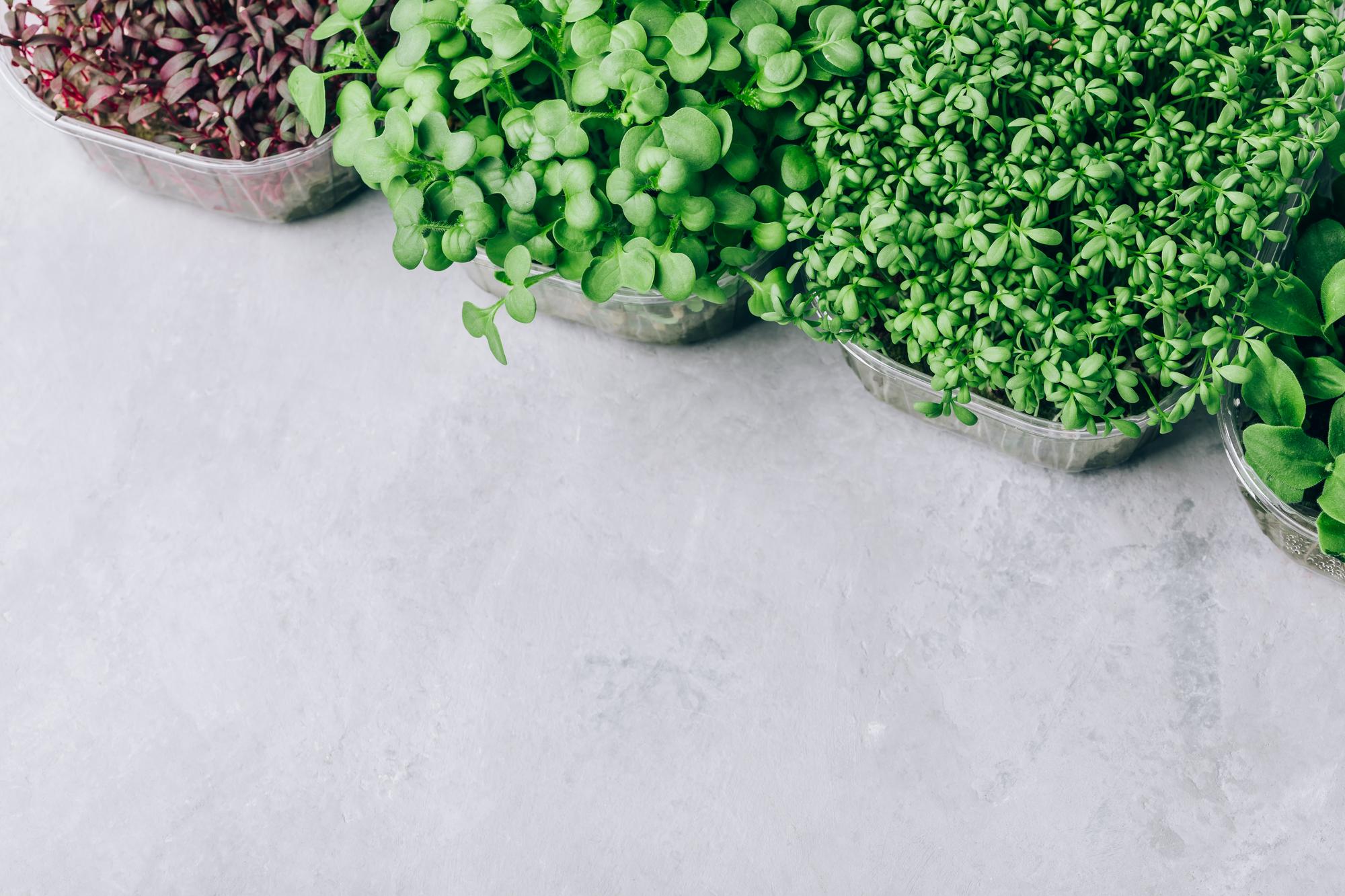 Close-up herbs and microgreens layout